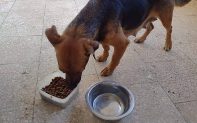 Una donazione per chi non ha voce: la Fondazione al fianco dell’Associazione Zampa Fragile